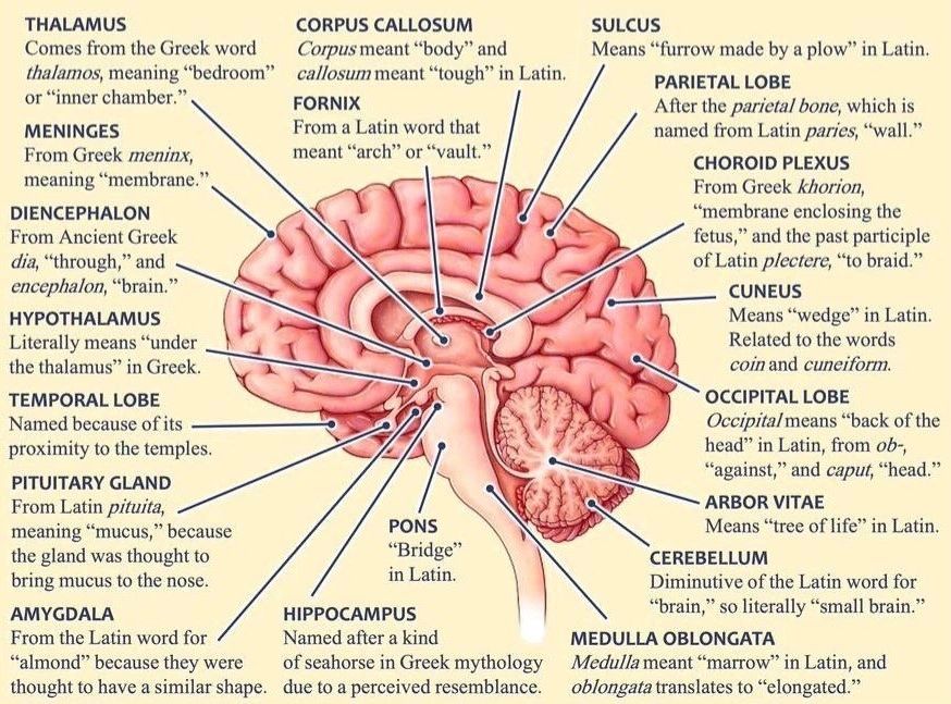 What Is Etymology How Does It Apply To The Human Brain 
